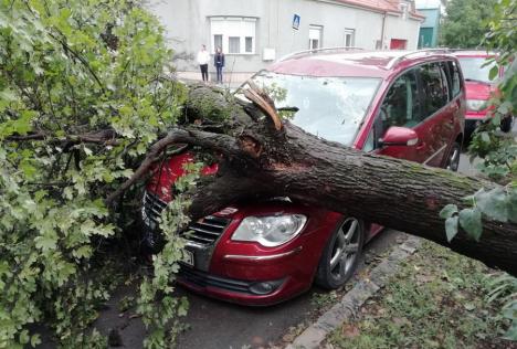 Copac prăbușit peste o mașină în Oradea (FOTO / VIDEO)