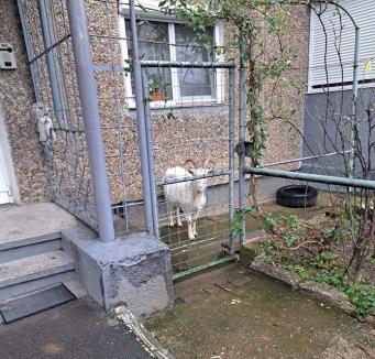 Primiţi cu capra? Imagine rară: o capră 'captivă' în ţarcul unui bloc din Oradea