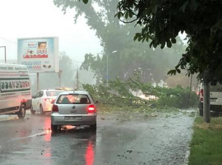 Efectele furtunii: Mai mulţi copaci doborâţi în Oradea şi în Bihor, două persoane evacuate. Pompierii, în alertă (FOTO / VIDEO)