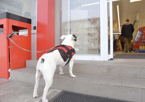 Interzis pentru Lăbuş! Stăpânii de câini din Oradea se plâng de oferta săracă a localurilor şi magazinelor care acceptă patrupede