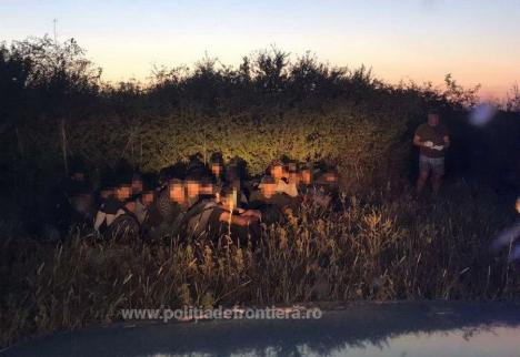Captură de migranți: 27 de afgani, prinși de polițiștii din Salonta când încercau să treacă granița