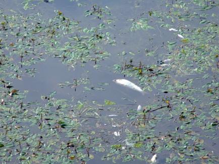 Mor peştii în Criş! Căldura şi debitul mic al râului ucid vieţuitoarele (FOTO)