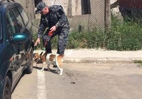 Razii de amploare în pieţele din Oradea: Poliţiştii au folosit un câine specializat în detectarea tutunului (FOTO)