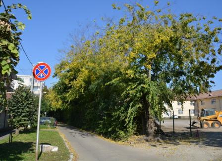 A vrut, dar n-a putut! Primăria Oradea a încercat să taie mai mulţi copaci de lângă Liceul German, dar a oprit-o APM Bihor (FOTO)