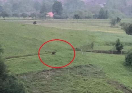 „Alarmă” în Bihor: Un urs înfometat a dat iama prin gospodăriile din Budureasa, vânătorii şi jandarmii montani încearcă să-l alunge cu focuri de armă (FOTO / VIDEO)