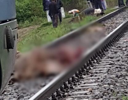 Accident de tren între Aleșd și Butan: Mai multe vaci, spulberate pe linia ferată (FOTO)