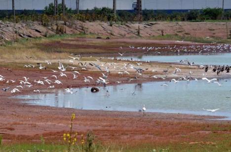 Păsări industriale: Stufărişul ce mărgineşte lacurile artificiale din zona industrială a Oradiei ascunde un adevărat paradis al păsărilor