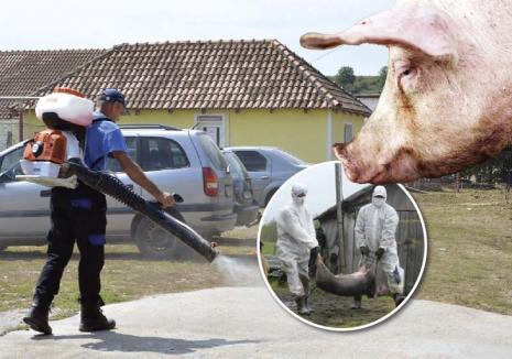 O mare porcărie! Pesta porcină africană face ravagii în Bihor, ca în toată ţara, din cauza autorităţilor care au acţionat tardiv (FOTO)