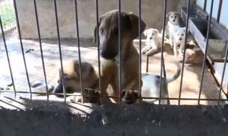 Situaţie absurdă, în Sîntandrei: Câinii luaţi de pe străzi, duşi în… Satu Mare! (FOTO / VIDEO)