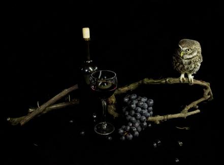 „Via, vinul şi bucuria de a trăi”. Expoziție nouă de fotografie în Cetatea Oradea, cu lucrările unor artiști de pe patru continente (FOTO)
