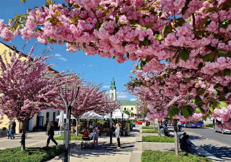 Rădăcini pentru Oradea: Ce specii de arbori se pot planta pe domeniul public din Oradea și cum? (FOTO)