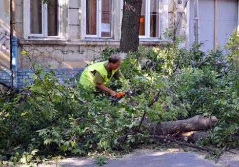 Defrişări pe acte. Primăria vrea ca toţi copacii din Oradea să fie tăiaţi sau toaletaţi doar cu autorizaţie