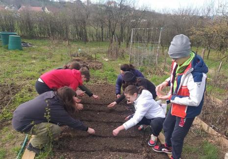 Perma-cool: Grădina lui „Péter bácsi”, locul unde orădenii învață cum să cultive legume