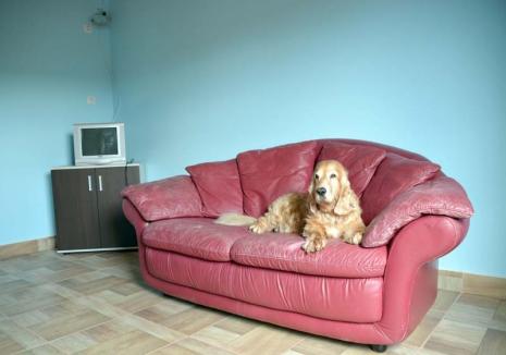 Grand Hotel 'Ham-ham': În Bihor s-a înfiinţat un hotel de lux pentru câini, cu camere dotate inclusiv cu canapele şi televizoare (FOTO)