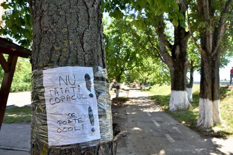 Ocoliți și ocrotiți! Afișele care au salvat mai mulți copaci din Oradea (FOTO)