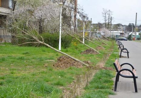 Restart la plantări! Primăria Oradea va planta anul acesta 500 de arbori, de cel puţin 4 metri înălţime