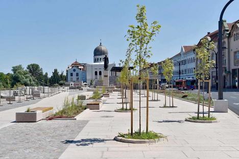 Oradea verde... și nu prea: Primăria cumpără mii de puieți, fără a ști unde vor fi puși și dacă sunt soiurile potrivite (FOTO)