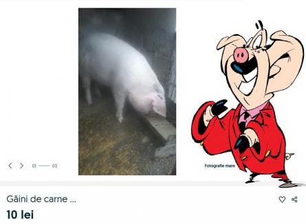 Când vor zbura porcii: Bihorenii scriu lucruri trăsnite ca să-şi vândă animalele pe internet