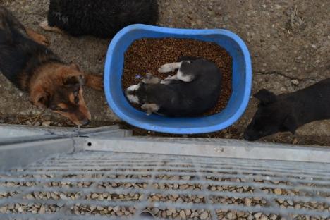 Adăpostul pentru câini fără stăpân "Grivei" s-a schimbat la faţă, după investiţii de peste 60.000 lei (FOTO)