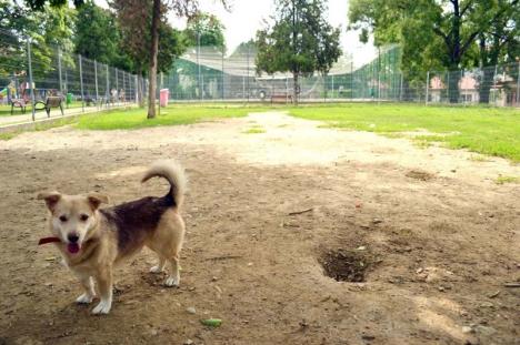 Viaţă de câine: Peste 28.500 de câini înregistraţi în Oradea împart doar 10 ţarcuri, şi acelea în stare deplorabilă (FOTO)