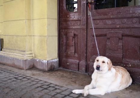Viaţă de câine: Peste 28.500 de câini înregistraţi în Oradea împart doar 10 ţarcuri, şi acelea în stare deplorabilă (FOTO)