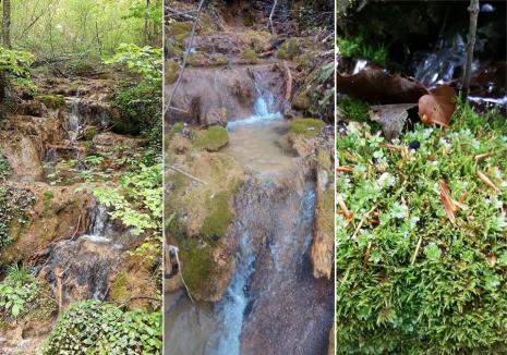 Minune... ratată: Un habitat natural rar şi fragil descoperit în Bihor este ignorat de autorităţi (FOTO / VIDEO)