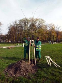 Plantări "descentralizate": Peste 900 de pomi vor fi sădiţi în oraş de firmele răspunzătoare de sectoarele verzi