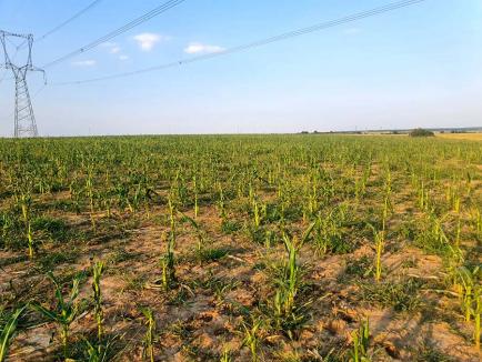 Ne-am ars! Canicula și seceta au calamitat culturile agricole din Bihor în proporție de până la 50%