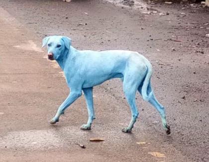 Din cauza poluării, câinii din Mumbai au devenit, peste noapte… albaștri! (VIDEO)
