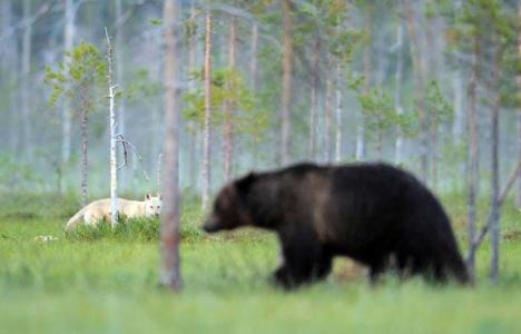 Urşii şi lupii revin în Europa