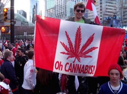 Canadienii, liberi să cultive marijuana acasă, în scop medicinal