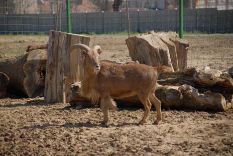 Primele animale noi la Zoo au sosit din Nyiregyhaza (FOTO)