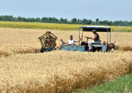 Revanşa la grâu: Fermierii bihoreni aşteaptă cea mai bună producţie de grâu din ultimii ani