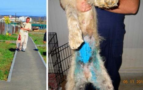 Măcelarul de câini: Veterinarul Adăpostului Grivei a otrăvit câinii cu substanţe interzise şi i-a înfometat ca să se mănânce între ei