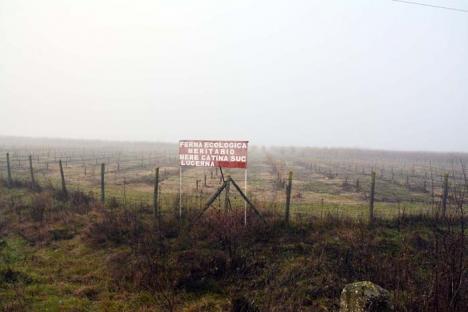 Beline de Bihor: Sute de bihoreni s-au 'privatizat' ilegal pe cursurile de apă din judeţ (FOTO)