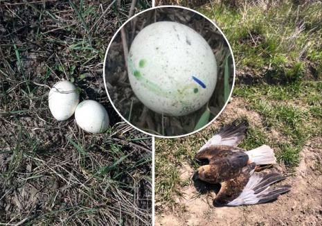 Vânătoare... cu otravă: Sute de ouă infectate puse ca momeală pentru păsări şi animale pe un fond de vânătoare din Bihor (FOTO)