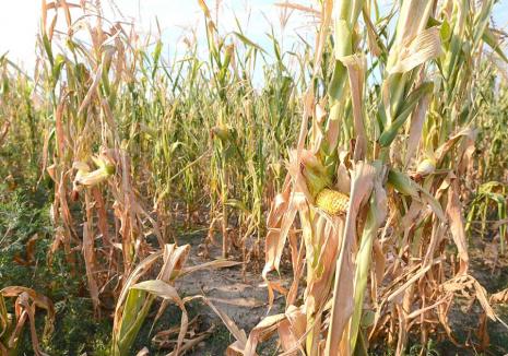 S-a uscat recolta! Fermierii din mai multe sate din Bihor riscă falimentul, după cea mai slabă recoltă de porumb din ultimii 20 de ani