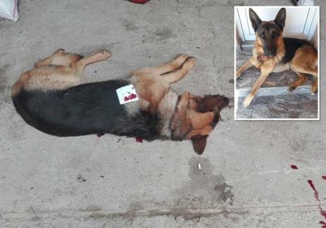 Crimă legală! Procurorii din Beiuş au închis dosarul vânătorilor care au împuşcat doi câini, dintre care unul mortal
