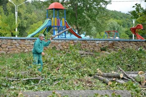 Ciopârţire în masă! ADP a retezat plopii din Ştrandul Municipal la 14 metri, la cât au ajuns drujbele RER Ecologic