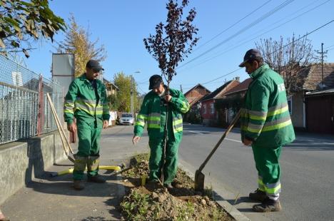 Puieţii de arbori umplu Oradea! (FOTO)