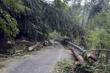 Ciclon de Bihor: Județul nostru a suferit cele mai mari pagube în păduri, în urma furtunii de acum o săptămână (FOTO)