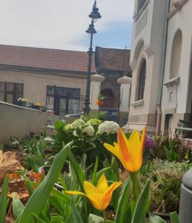 Colțul vesel al Oradiei: hai la poze cu flori! (FOTO)