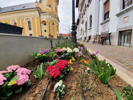 Colțul vesel al Oradiei: hai la poze cu flori! (FOTO)