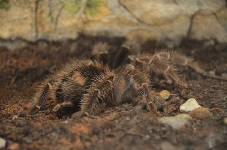 Şerpi, tarantule şi plante carnivore, expuse la Muzeul Aurel Lazăr (FOTO)