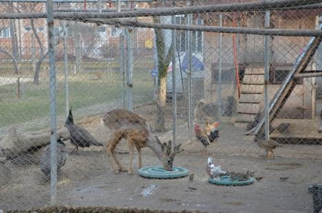Zoo în curtea şcolii: La Centrul Don Orione, picii orădeni pot face cunoştinţă cu raţe, gâşte, iepuraşi, dar şi un căprior! (FOTO)
