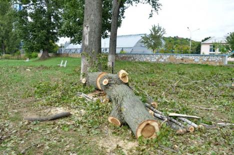 Ciopârţire în masă! ADP a retezat plopii din Ştrandul Municipal la 14 metri, la cât au ajuns drujbele RER Ecologic