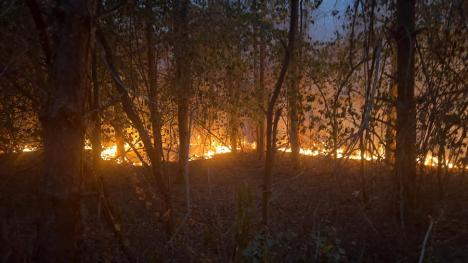 Pompieri, pădurari și voluntari se luptă cu flăcările, în pădurea de lângă Vintere. Prefectul de Bihor: „Focul nu este în apropierea caselor” (FOTO/VIDEO)