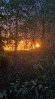 Pompieri, pădurari și voluntari se luptă cu flăcările, în pădurea de lângă Vintere. Prefectul de Bihor: „Focul nu este în apropierea caselor” (FOTO/VIDEO)