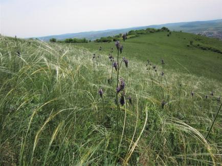 Pajiştile, pe cale de dispariţie: În 12 ani, România a pierdut pajişti pe o suprafaţă cât Oradea şi alte trei oraşe mari laolaltă