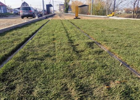 Gazonul dintre noile linii de tramvai din Oradea a fost vandalizat la doar câteva zile de la plantare (FOTO)
